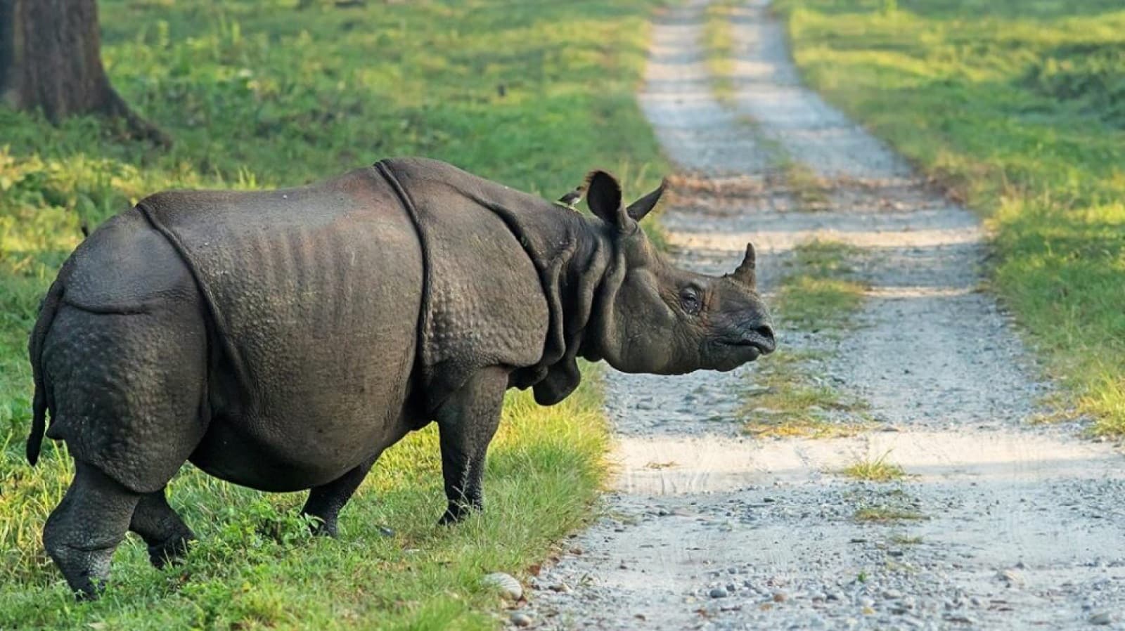one horned rhino